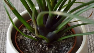 Wyjaśniamy, skąd się bierze pleśń w doniczce i jak szybko się jej pozbyć.