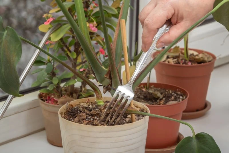 Nadmierne podlewanie sprzyja rozwojowi pleśni na ziemi w doniczce