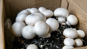 Uprawa pieczarek w domu – prosta instrukcja