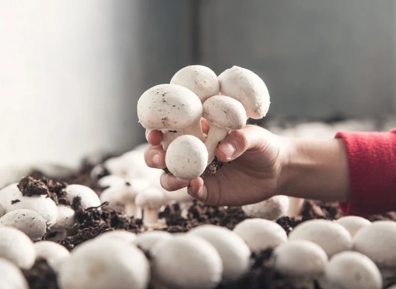 Uprawa pieczarek w domu nie należy do trudnych zadań