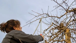 Zimowe cięcie drzew owocowych. Jak przycinać jabłonie, śliwy i grusze w styczniu?
