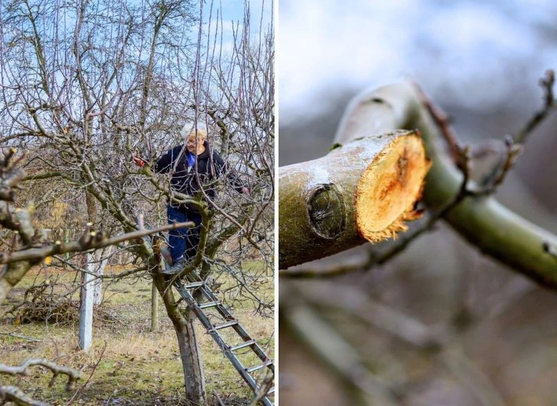 Regularne, coroczne przycinanie korony jabłoni nie tylko pozwala zachować wysoką plenność drzewa, lecz także pomaga ograniczać rozwój rozmaitych ch...