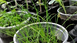 Podpowiadamy, jakie odmiany pora siać na wczesny zbiór.