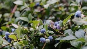 Zimowe cięcie borówki amerykańskiej pozwala poprowadzić zdrowy wzrost krzewu i poprawić owocowanie, gdy krzewy stają się mniej produktywne.