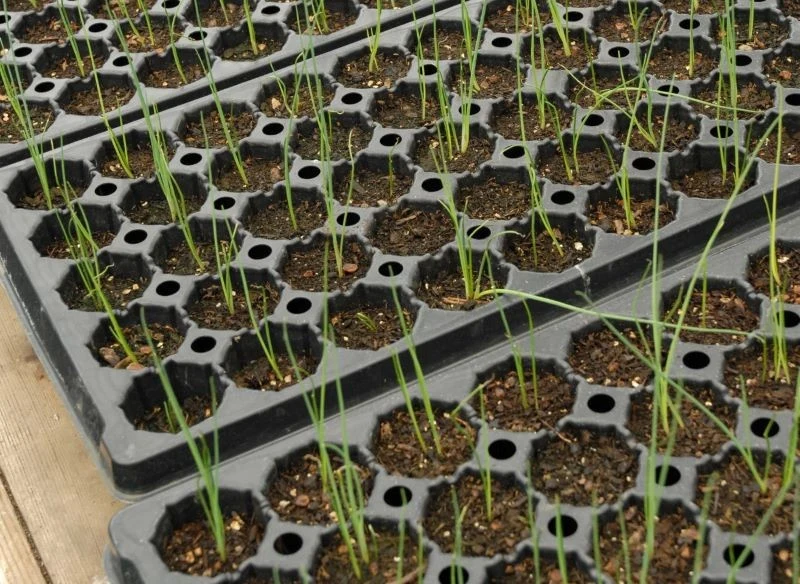 Pory możemy najlepiej siać na rozsadę pojedynczo do wielodoniczek