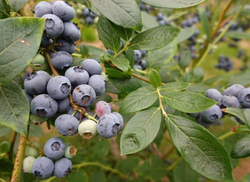Coroczne cięcie zimowe poprawia plenność krzewów, a pozostawione pędy uginają się pod ciężarem owoców