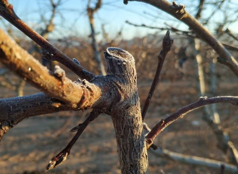 W zależności od potrzeb rośliny, jej pokroju i kondycji cięcie zimowe może być delikatne lub mocniejsze