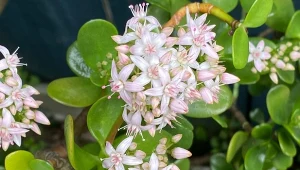 Grubosz wypuści nowe listki, a nawet kwiaty. Wystarczy, że będziesz go podlewać naturalnym wzmacniaczem