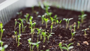 Wybierając nasiona warzyw do uprawy, trzeba zwrócić uwagę na kilka szczegółów. Od tego zależy jakość rozsady.