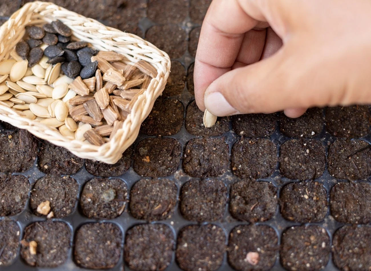Jeśli zależy ci, aby warzywa z własnej uprawy były zdrowe, wybierz nasiona odporne na choroby.