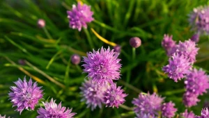 Szczypiorek to niedoceniona roślina, której towarzystwo pozytywnie wpływa na warzywa.