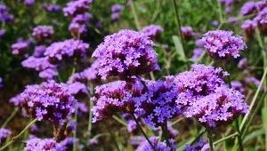 Werbena idealnie prezentuje się na rabacie, w towarzystwie traw ozdobnych czy hortensji.