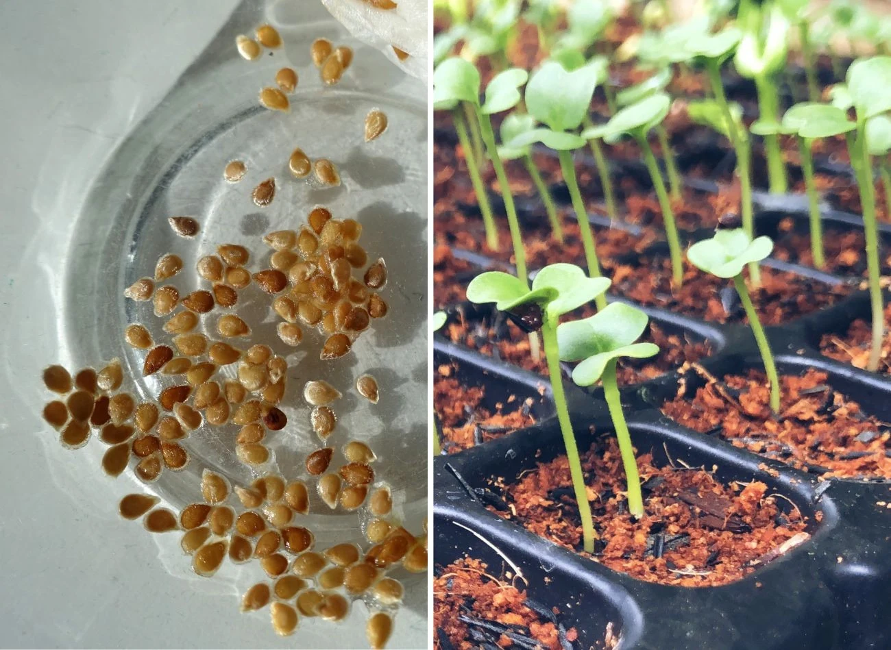 Nasiona z własnych zbiorów to gwarancja najlepszych zbiorów - zdrowych i sprawdzonych. Fot. nzfhataipoglu/Jekson Simanjuntak