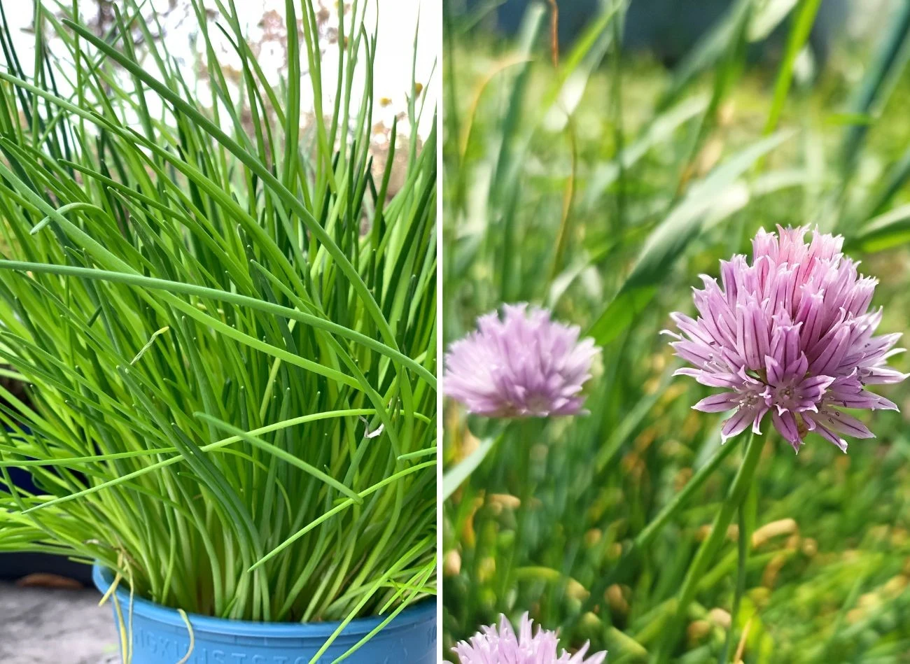 Szczypiorek można uprawiać zarówno w donicy, jak i w gruncie.Fot. gaffera/Natalila Paziura