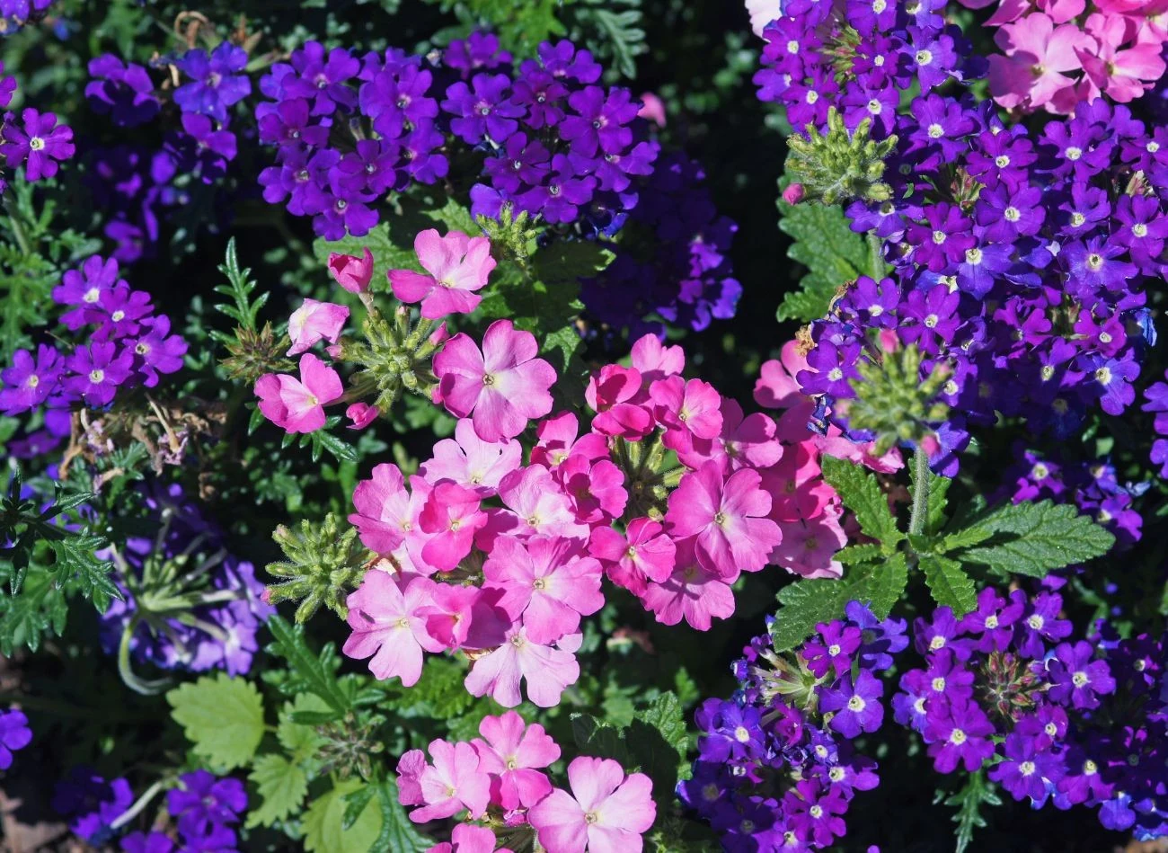 Werbena patagońska lubi stanowisko słoneczne i ciepłe