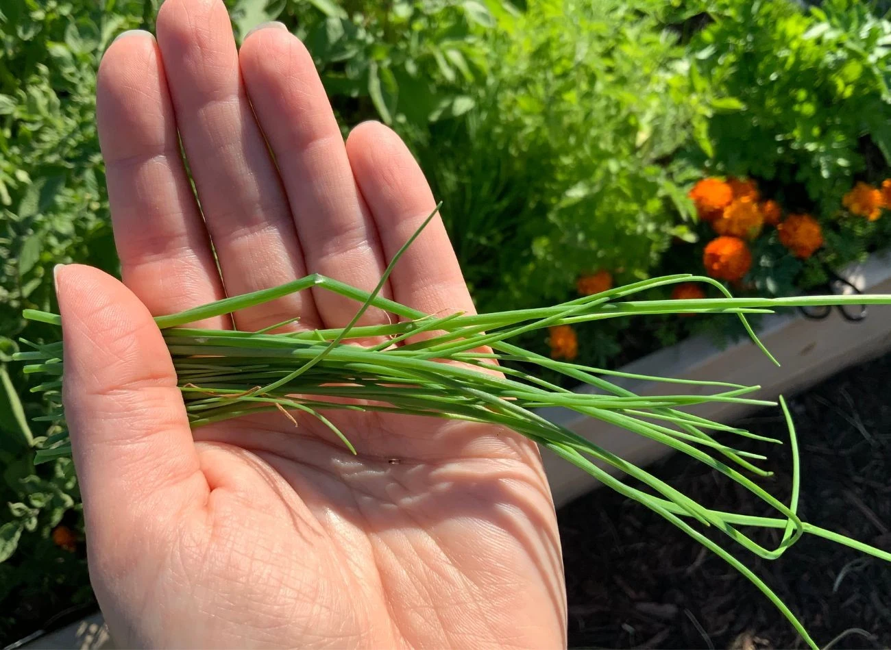 Szczypiorek przyciąga pożyteczne owady i odstrasza szkodniki z ogrodu