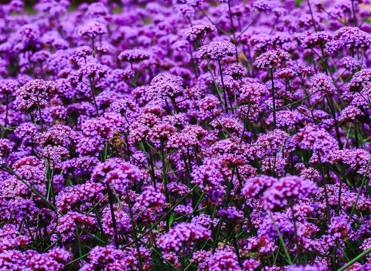 Werbena patagońska nadaje się do uprawy w gruncie oraz w donicach.