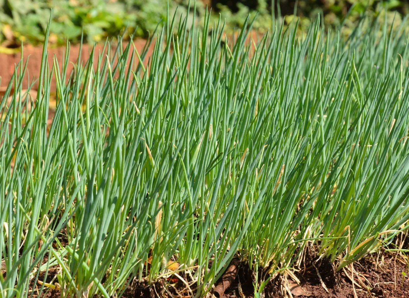 Zbiór szczypiorku można rozpocząć już kilka tygodni po siewie.