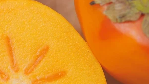 Persymona (Diospyros kaki) rodzi smaczne owoce, które mają lecznicze właściwości.