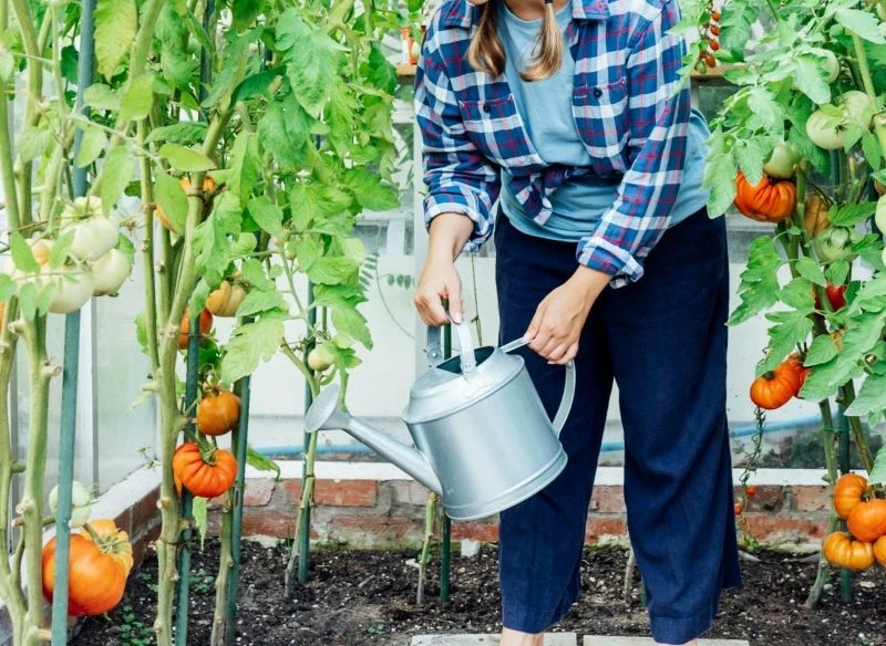 Ogrodnicy podpowiadają, by wykorzystać cukier do przygotowania odżywki dla ogórków i pomidorów