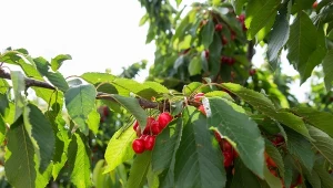 Po ilu latach od posadzenia drzewa zaczynają owocować?