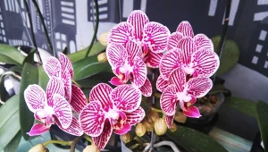 Storczyki to jedne z najchętniej uprawianych w domach roślin. Mają jednak szczególne wymagania.  Fot. msaifulumam/ 123RF.com