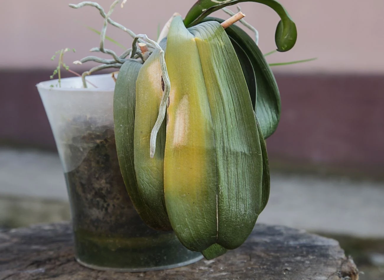 Groźnymi dla storczyków szkodnikami są wełnowce. Potrafią bardzo szybko zniszczyć roślinę.