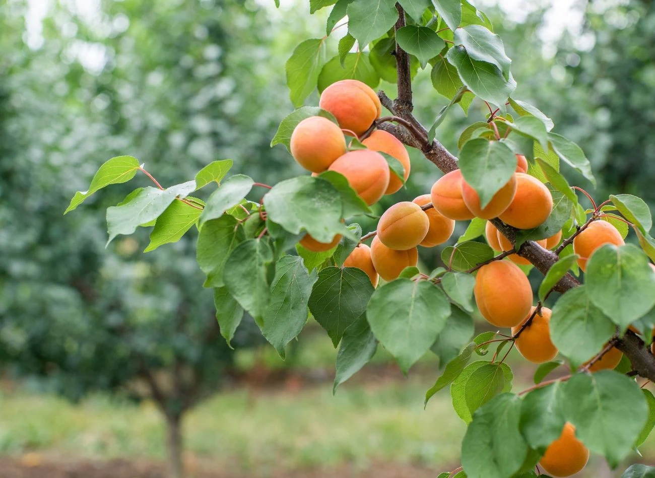 Morele najlepiej rosną w podłożu żyznym, umiarkowanie wilgotnym i szybko nagrzewającym się.