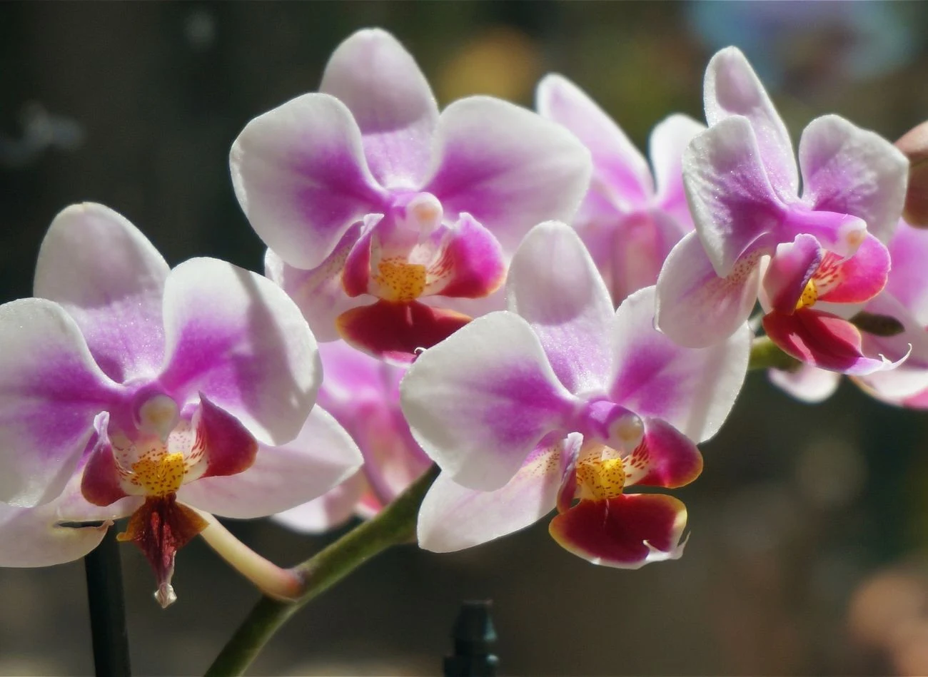 W odmianie Phalaenopsis kwiaty wyrastają w wiechach i gronach na szczytach pędów.