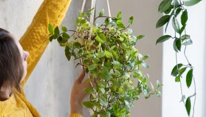 Pnącza, sprytne kwiaty do domu, to ciekawa forma wypełnienia przestrzeni przy oknie czy pod sufitem, a najlepiej jednocześnie. Fot. Dmitry Marchenko/EyeEm/CanvaPro