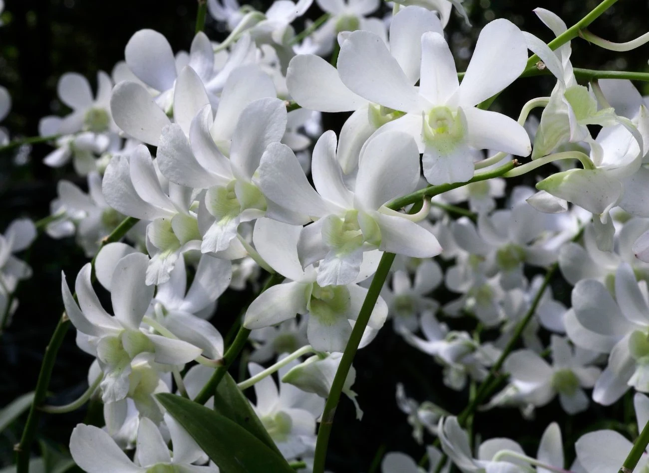 gatunki Dendrobium mają pachnące kwiaty