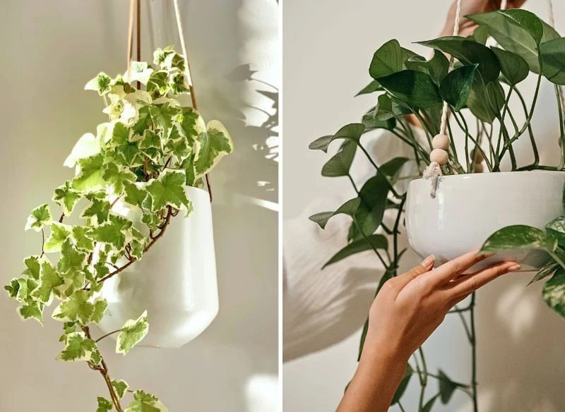 Pnącza potrafią nie tylko piąć się w górę, z podwieszanych doniczek spływają kaskadą liści ku ziemi, tworząc żywą zieloną kotarę