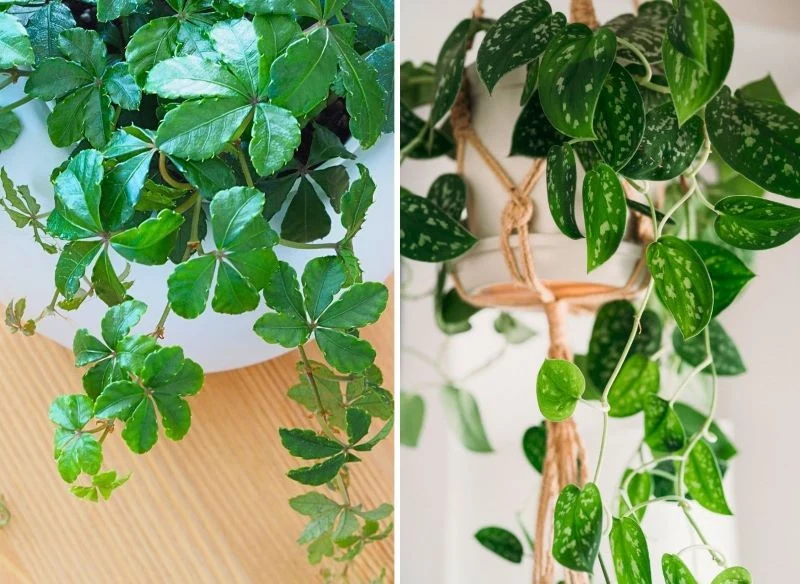 Liście roślin pnących wyglądają niezwykle oryginalnie