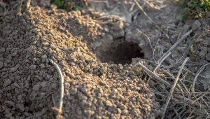 Nornice wyrządzają w ogrodzie dużo szkód, również w czasie zimy.