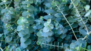 Eukaliptus to roślina o wyjątkowych właściwościach. Można uprawiać ja w ogrodzie i w domu.