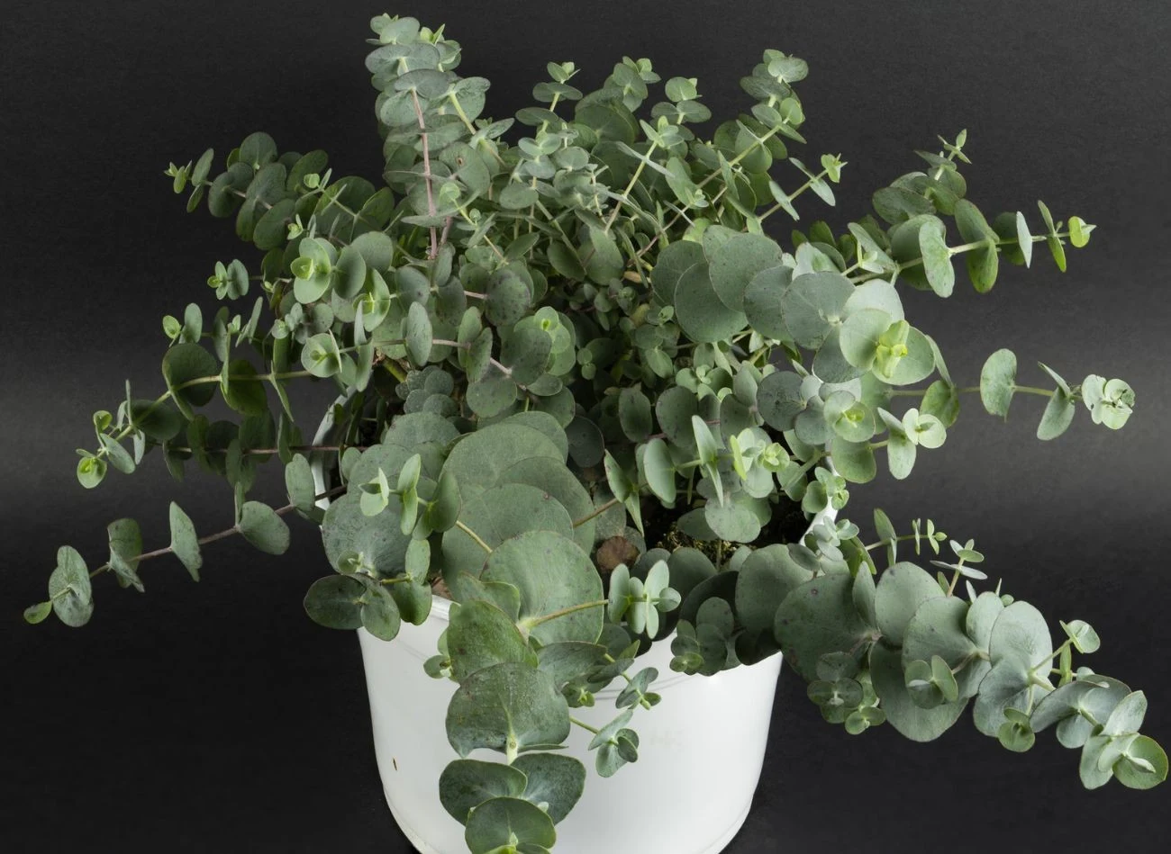 Eukaliptusy do uprawy w doniczce występują w kilku ciekawych odmianach.