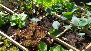 W styczniu zaplanuj ogród warzywny. Miejsce, dobre sąsiedztwo i rotacja warzyw