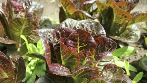 Dobre odmiany sałaty warto ze sobą łączyć, by poznać ich różnorodność smaków i wybrać tę jedną, ulubioną lub kilka najbardziej wartościowych.