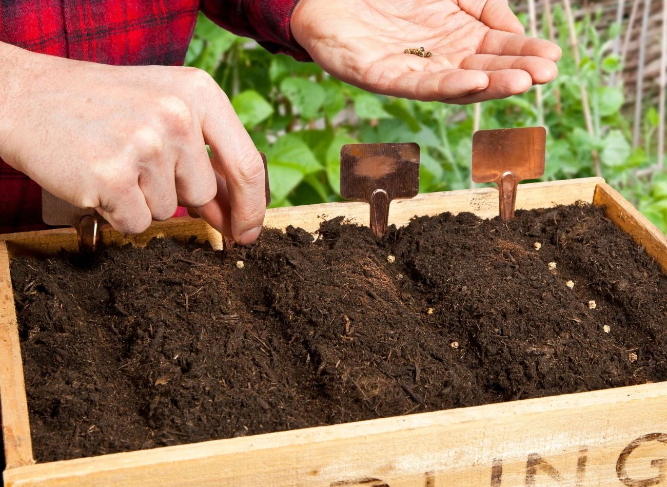 W styczniu warto rozplanować, co znajdzie się w warzywniku. Niektóre rośliny już można zacząć wysiewać.