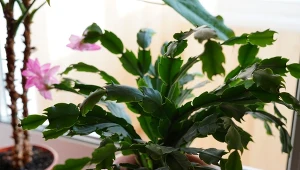 Co zrobić, żeby grudnik zakwitł ponownie?