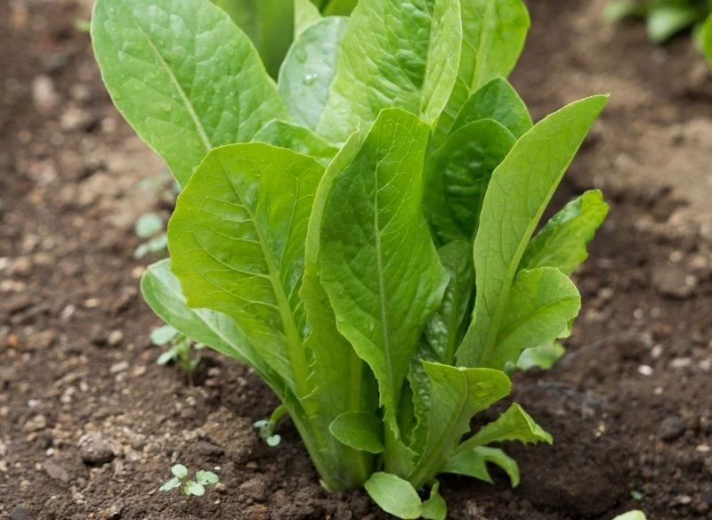Sałata rzymska ma charakterystyczną strukturę liści i smak, wyraźnie różni się od odmiany masłowej
