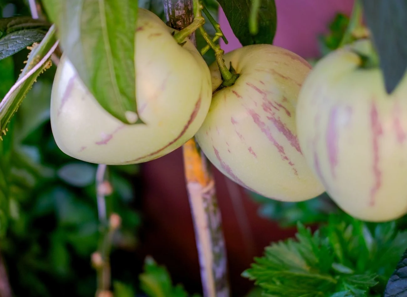 Warto pomyśleć o nietuzinkowych owocach luba warzywach w ogrodzie. Jednym z nich jest pepino.