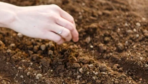 Pietruszkę możesz wysiać jeszcze w styczniu. Jak to zrobić, jakie odmiany wybrać?