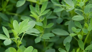 Brak azotu w glebie prowadzi do zubożenia plonu. Można go dostarczyć w naturalny sposób, wysiewając w ogrodzie rośliny motylkowe, m.in. lucernę.