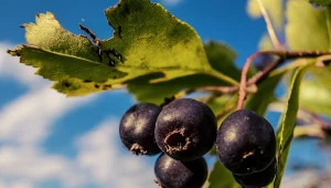 Uprawa świdośliwy olcholistnej nie jest skomplikowana. Zadbaj o krzew, a będzie rodził co roku mnóstwo smacznych i zdrowych owoców.