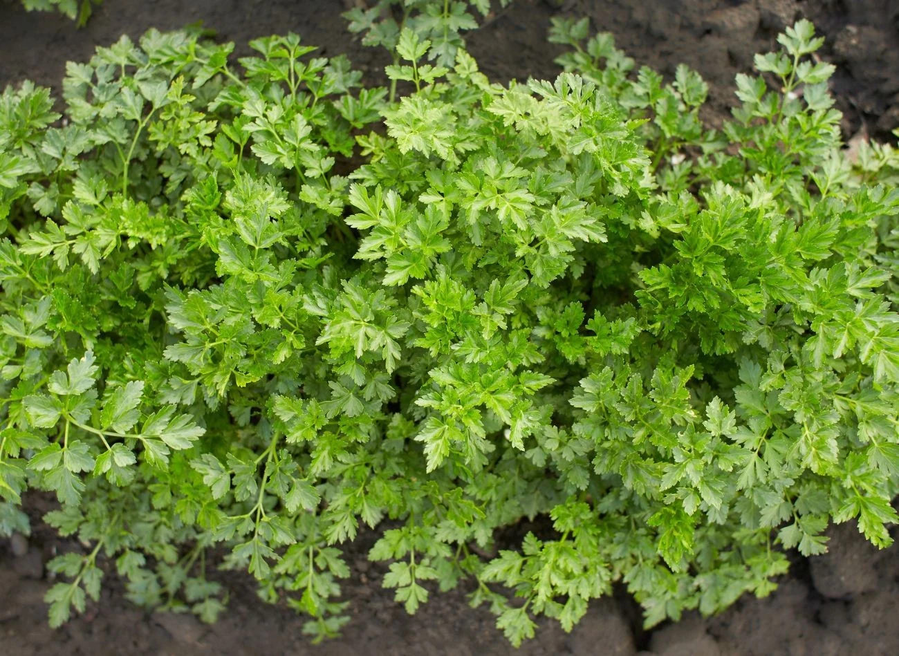 Nasiona pietruszki najlepiej umieszczać w dobrze przepuszczalnej ziemi. Roślina będzie miała mocne korzenie i aromatyczną nać.