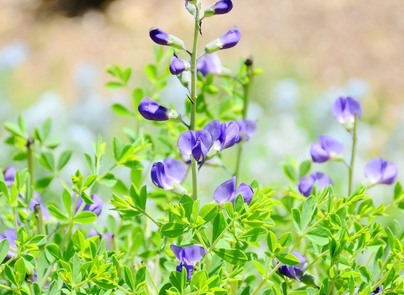 W ogrodzie warzywnym warto posadzić łubin.