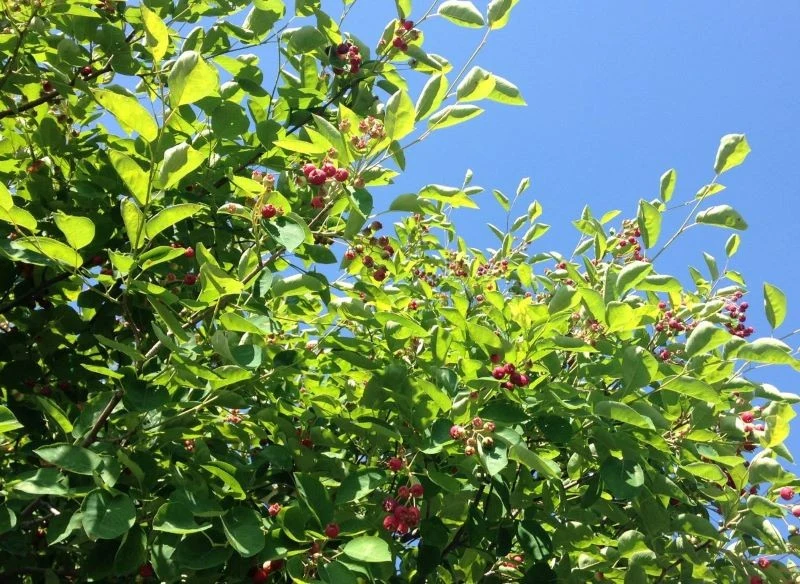 Po kwitnieniu przychodzi czas na owocowanie krzewów świdośliwy