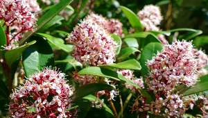 Zaczyna kwitnąć już w marcu, ogród zdobi cały rok. Najpiękniejsze odmiany skimii japońskiej