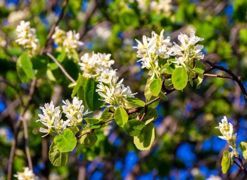 Jasne, rozłożyste i sporych rozmiarów kwiaty na krzewach świdośliwy olcholistnej widać już z daleka